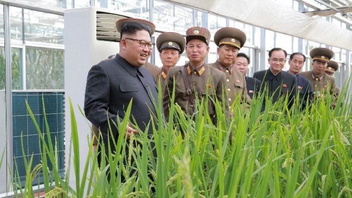 Korea Utara Terancam Krisis Pangan